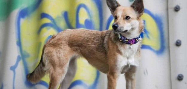 Terrible Accessoires