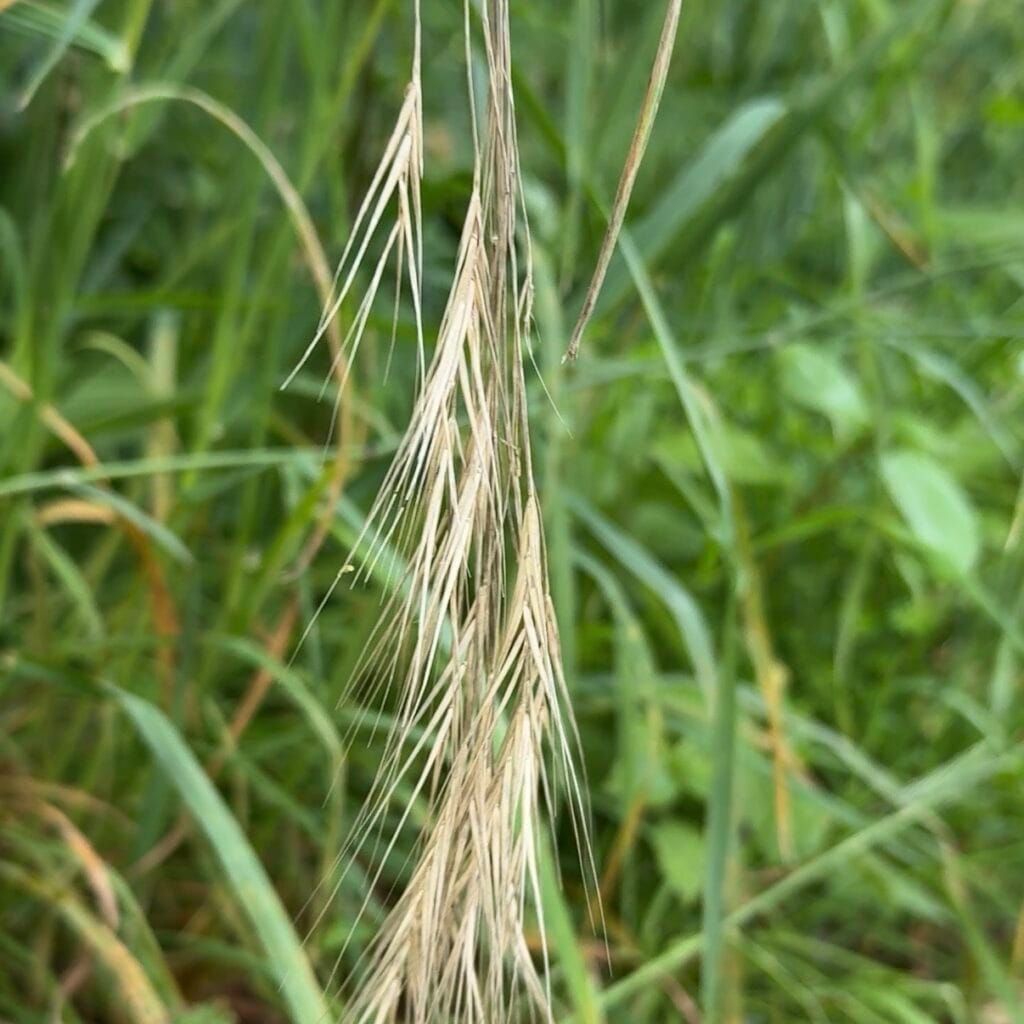 herbe haute - épillet